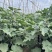 优质长茄