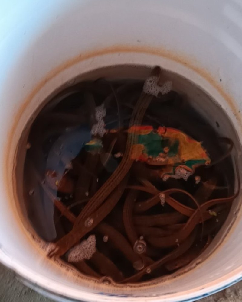 藕塘里的黄鳝***需要的联***********