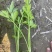 芹菜苗法国皇后西芹苗根白叶净陆地冷棚暖棚大量出货批发