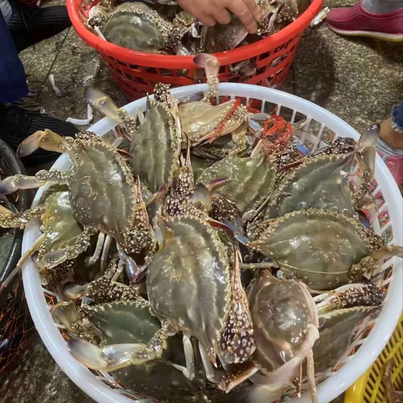 江苏连云港鲜活梭子蟹飞蟹