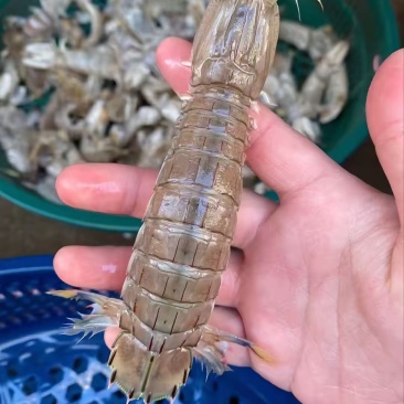连云港本地鲜活皮皮虾虾婆虾姑批发