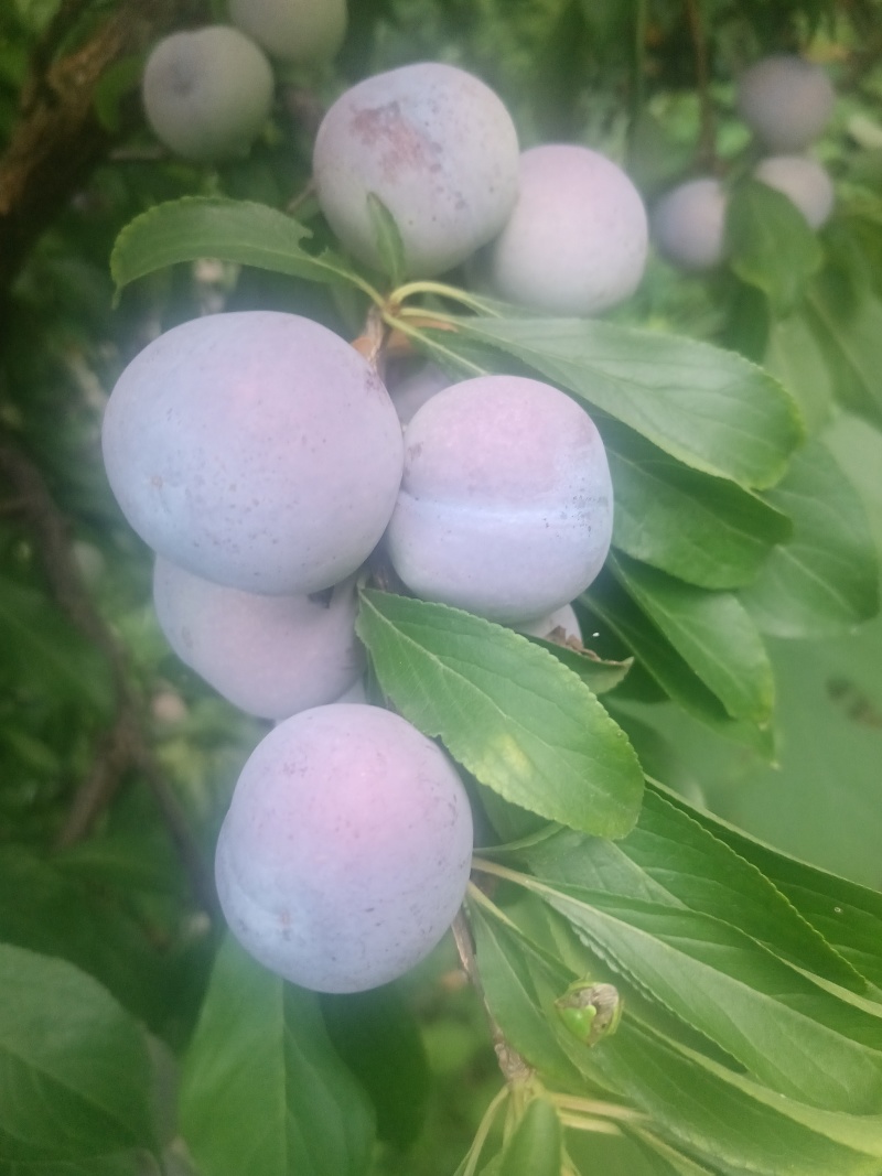 小脆红李子