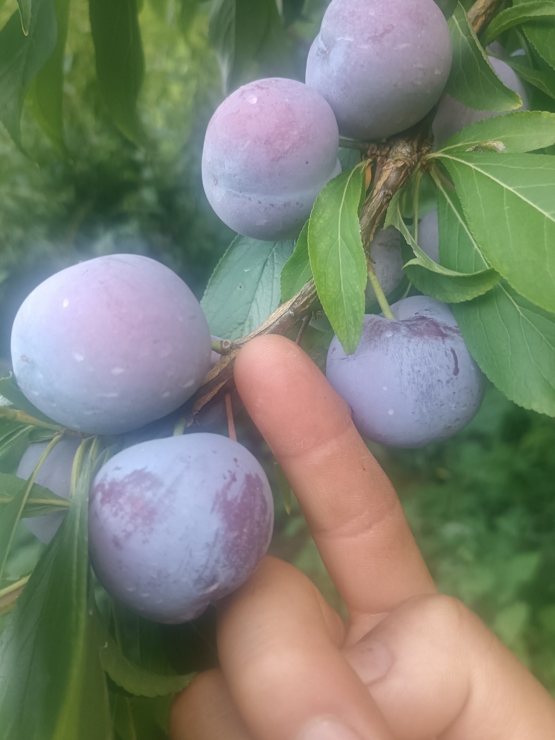 小脆红李子