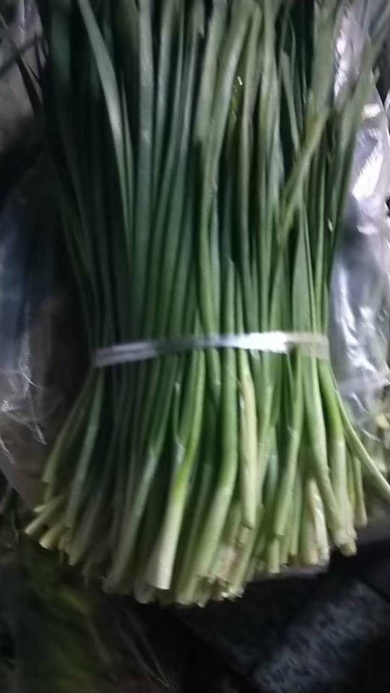 韭菜，全部冲洗干净了，300斤起