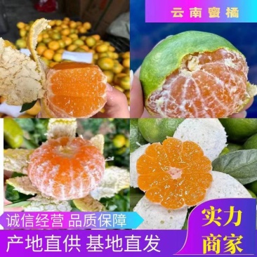【湖北宜昌特早熟蜜桔】柑桔，蜜橘，货源充足，果大味甜，