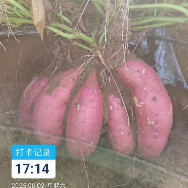 西瓜红红薯