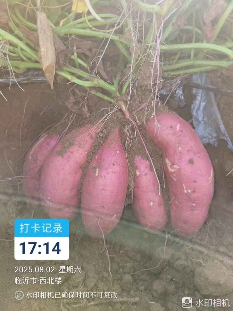 西瓜红红薯