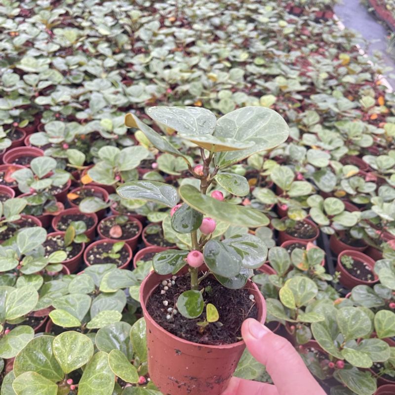 小盼菩提