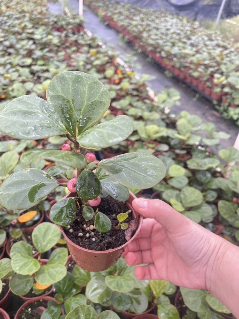 小盼菩提