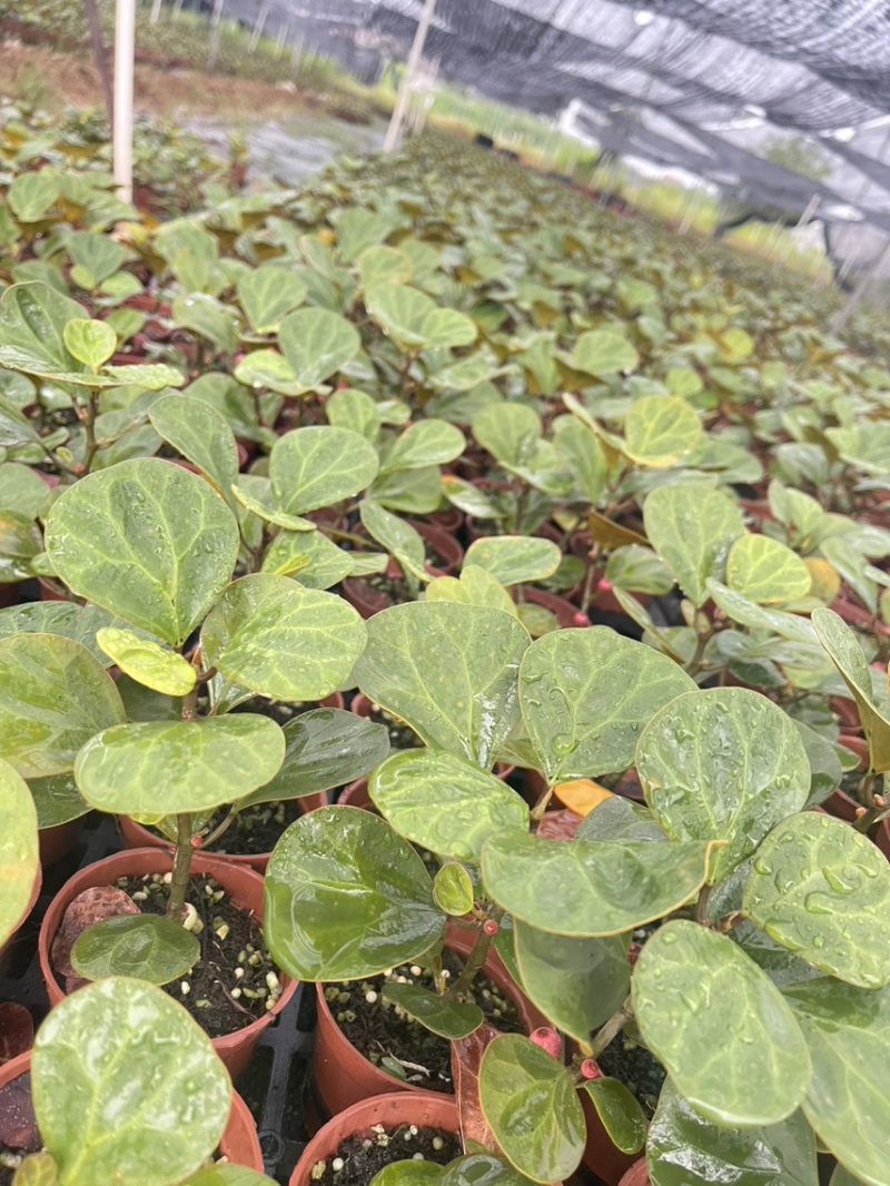 小盼菩提