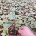 小盼菩提