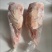 新鲜杂粮土鸽子烤乳鸽农家散养老鸽子现杀新鲜乳鸽滋补