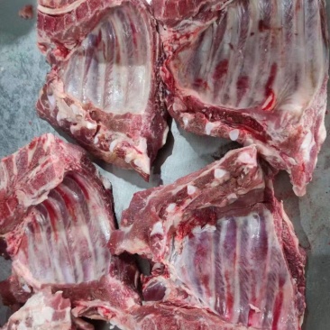 母猪前排