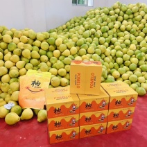 （一件代发）新品供应红肉蜜柚三红蜜柚农场直供（梅州）