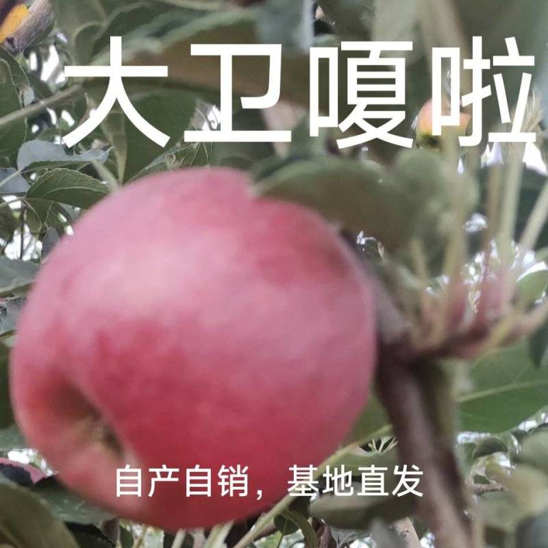 临猗坡上大卫嗄啦，鲁丽，美八，华硕，秦阳，太平洋嗄啦，