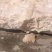老鸡胗油