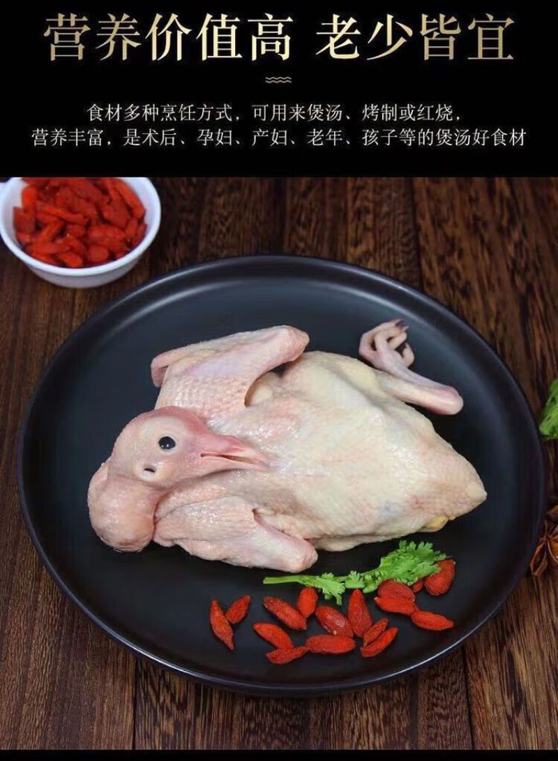 鸽子新鲜现杀农家散养土鸽子新鲜乳鸽滋补炖汤鸽子肉原粮鸽