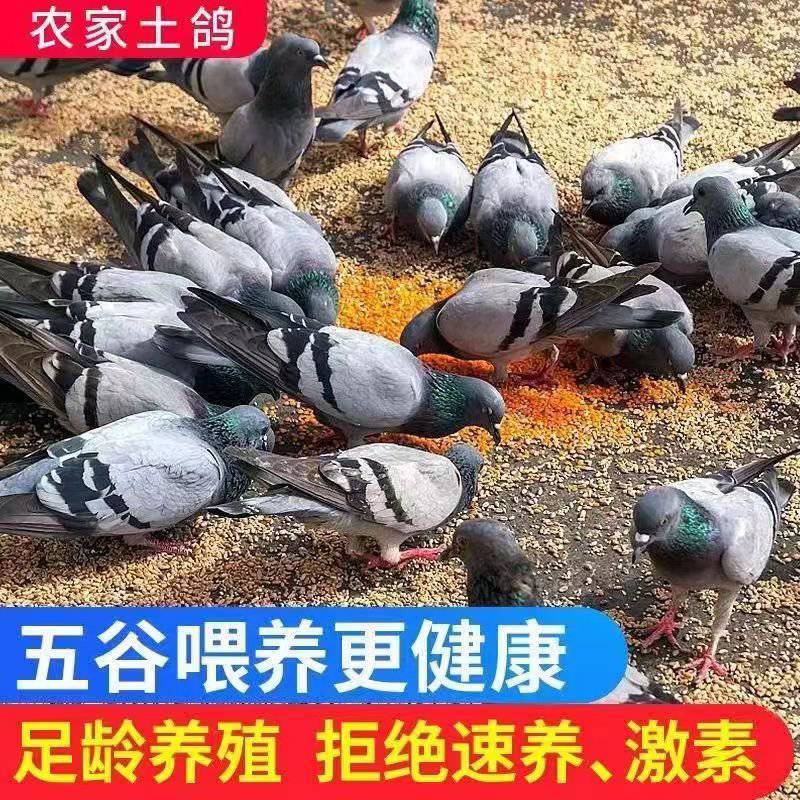 鸽子新鲜现杀老鸽子土鸽子新鲜鸽子孕妇炖汤生鲜鸽子现杀煲汤