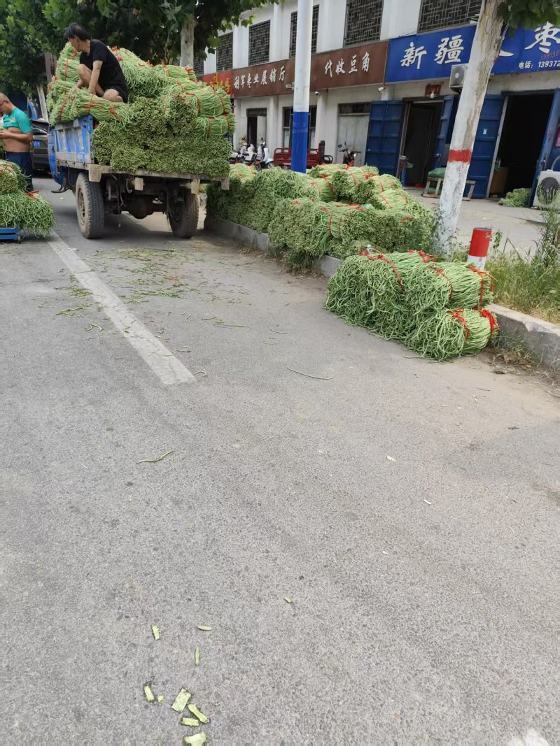 产地直发,精品豆角通货