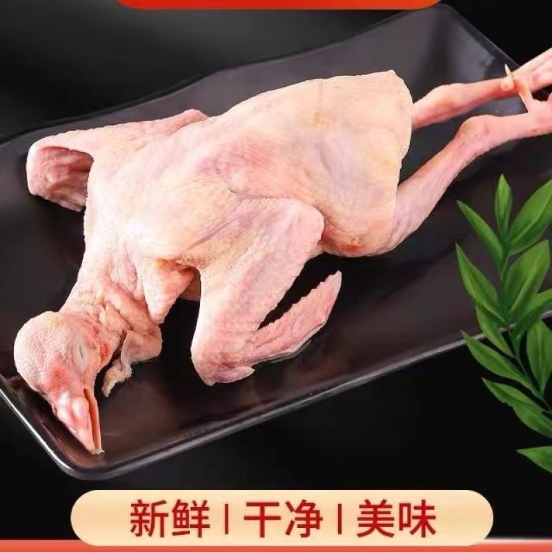 鸽子新鲜现杀老鸽子土鸽子新鲜鸽子孕妇炖汤生鲜鸽子现杀煲汤
