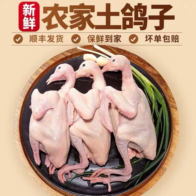 鸽子新鲜现杀老鸽子土鸽子新鲜鸽子孕妇炖汤生鲜鸽子现杀煲汤