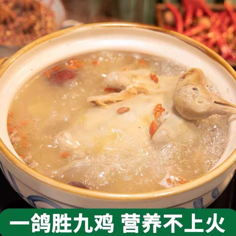 鸽子新鲜现杀老鸽子土鸽子新鲜鸽子孕妇炖汤生鲜鸽子现杀煲汤