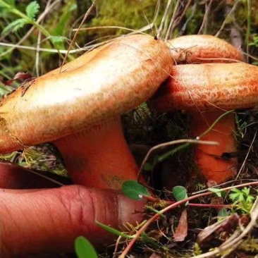 甘肃精品高源野生松菌新鲜食用菌大量现货一手货源