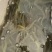 黄鳝