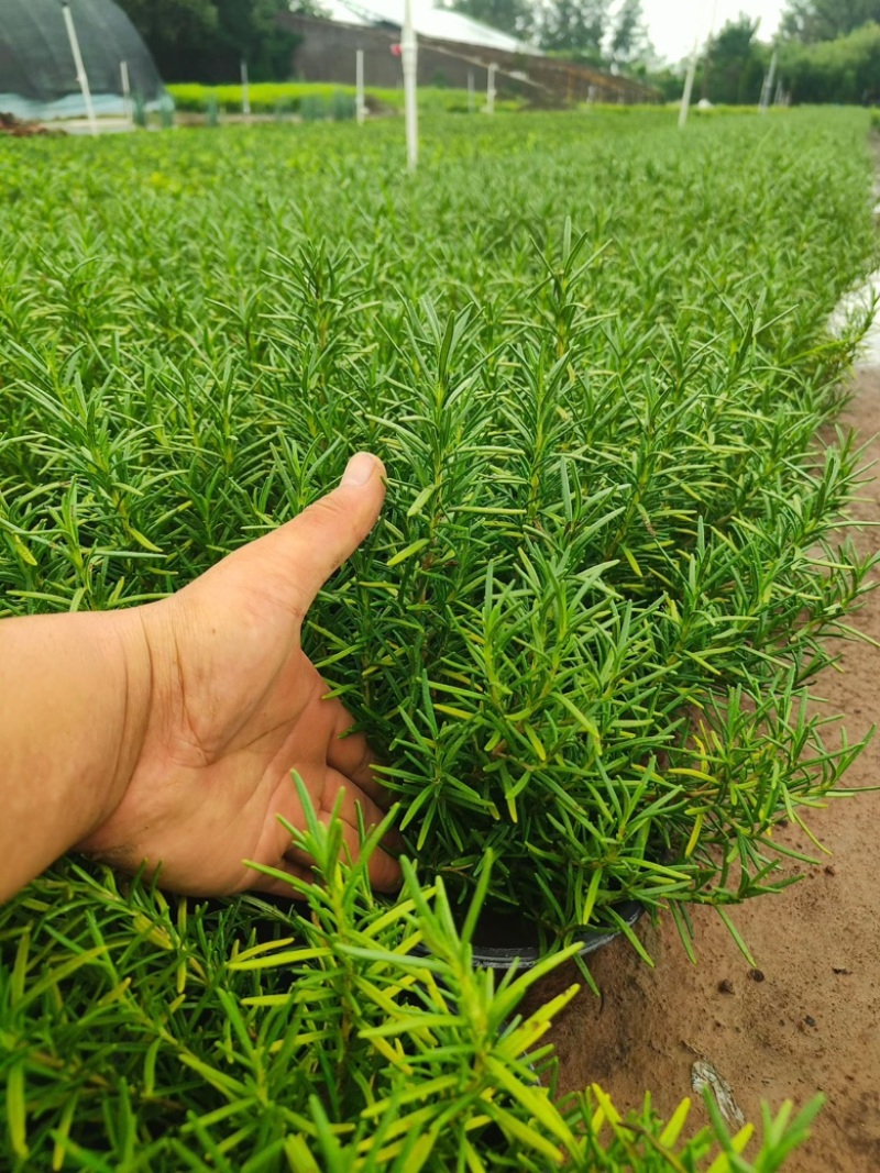 自家苗圃一加仑迷迭香，青州货源，大量供应