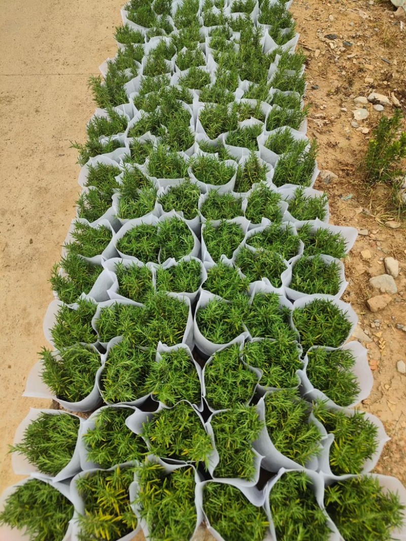 自家苗圃一加仑迷迭香，青州货源，大量供应