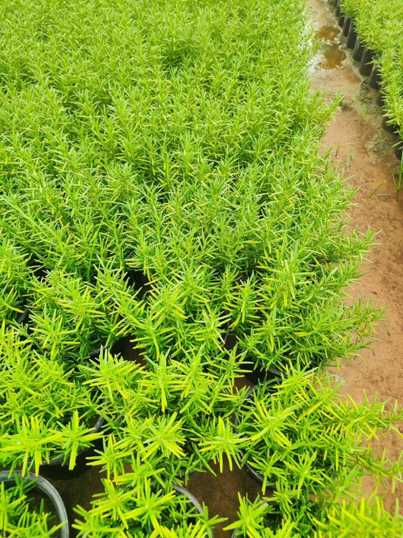 自家苗圃一加仑迷迭香，青州货源，大量供应