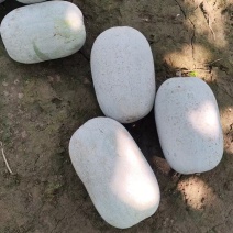 小米冬瓜大量上市