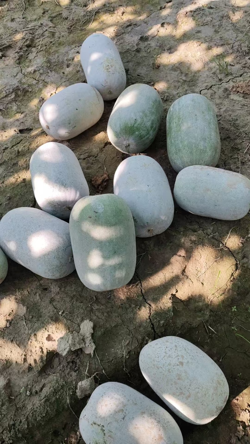 小米冬瓜大量上市
