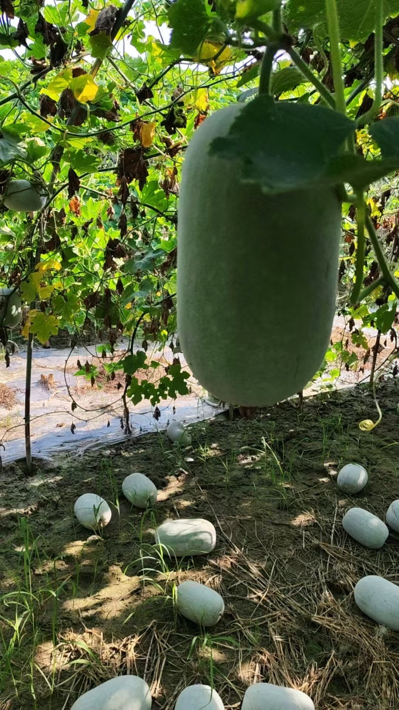 小米冬瓜大量上市