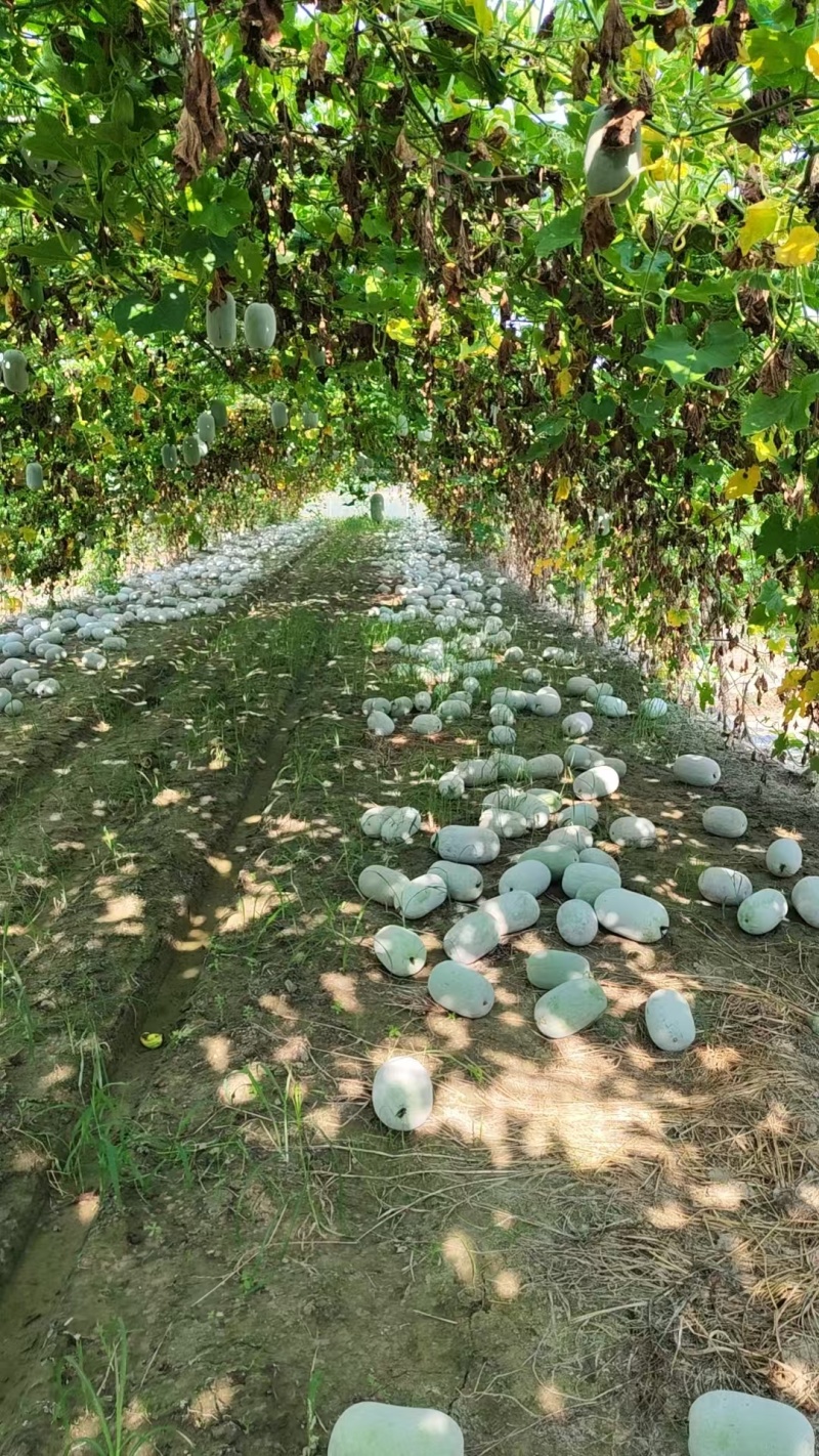 小米冬瓜大量上市