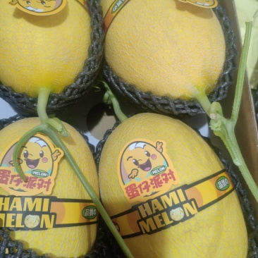 精品一级蜜瓜