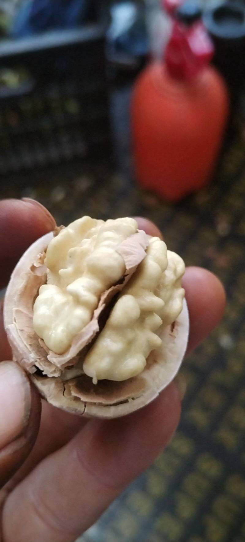 大凉山鲜核桃
