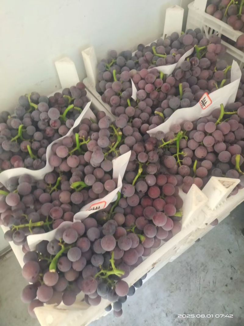 山东聊城冠县巨峰葡萄大量上市价格稳定量大