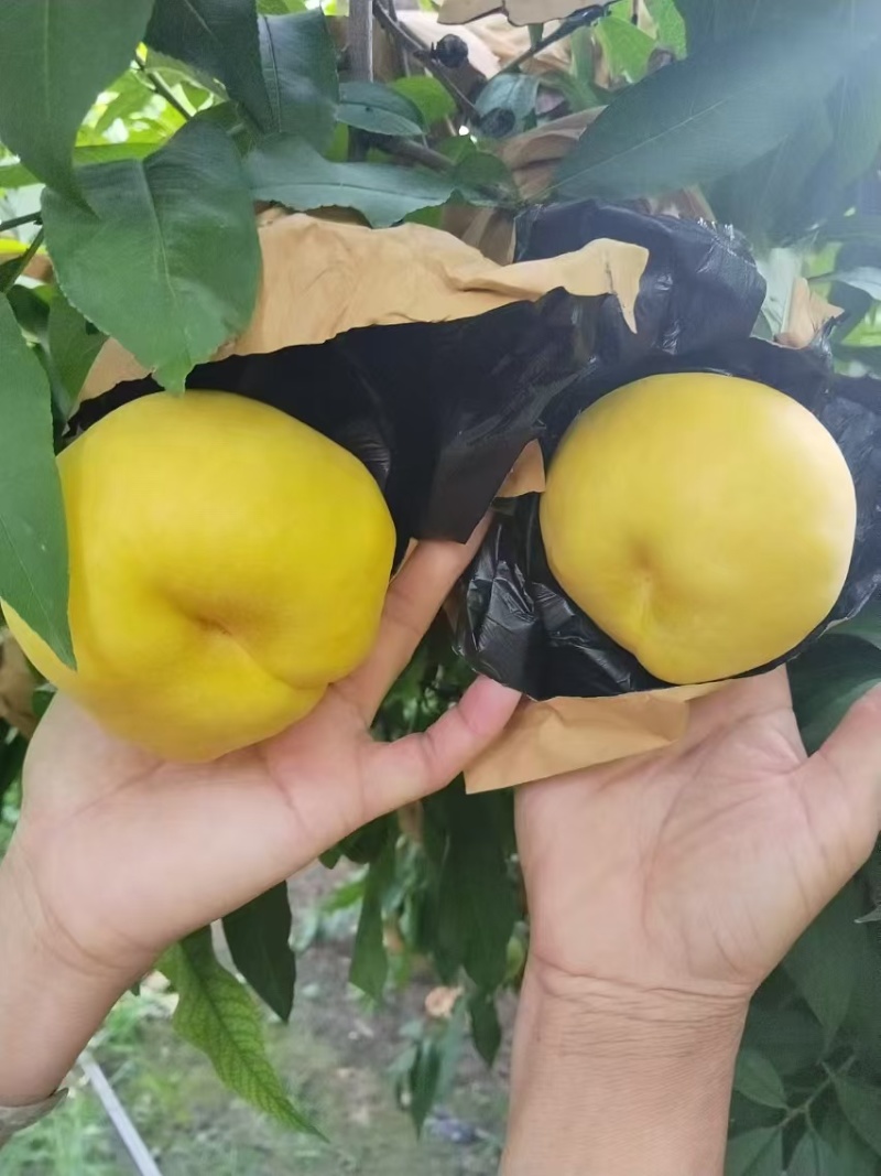 灵宝油蟠