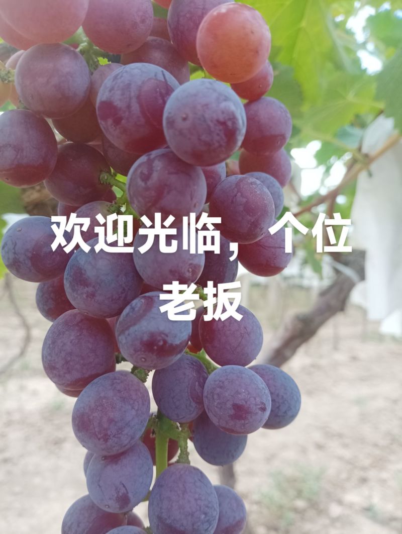 巨峰葡萄