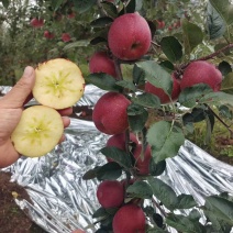 昭通、丑苹果、冰糖心苹果、大量现货价格美丽，口感清脆