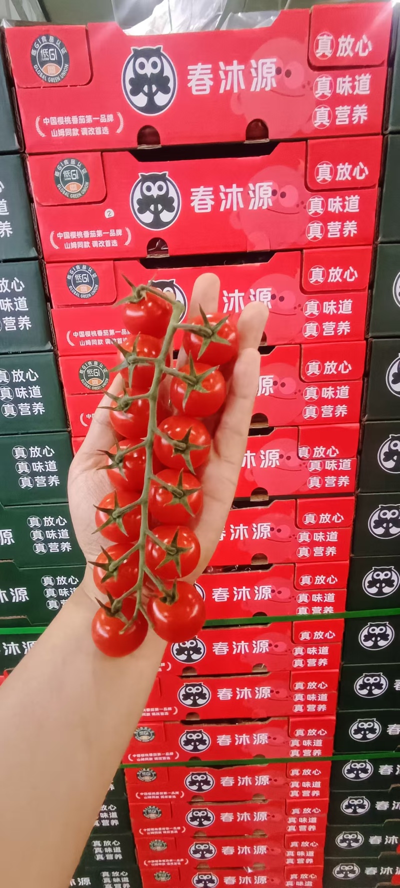 串番茄，穗番茄，串柿子