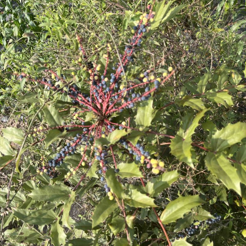 野生刺黄莲