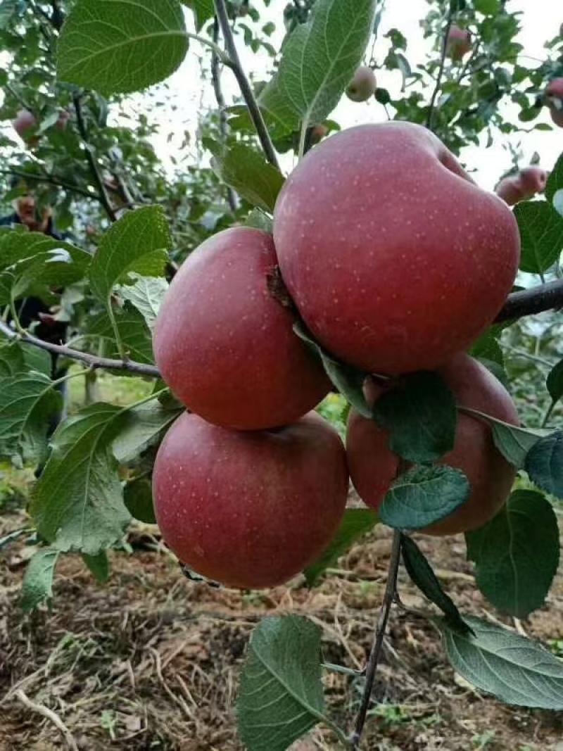 昭通、丑苹果、冰糖心苹果、大量现货价格美丽，口感清脆