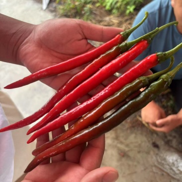7号红辣椒