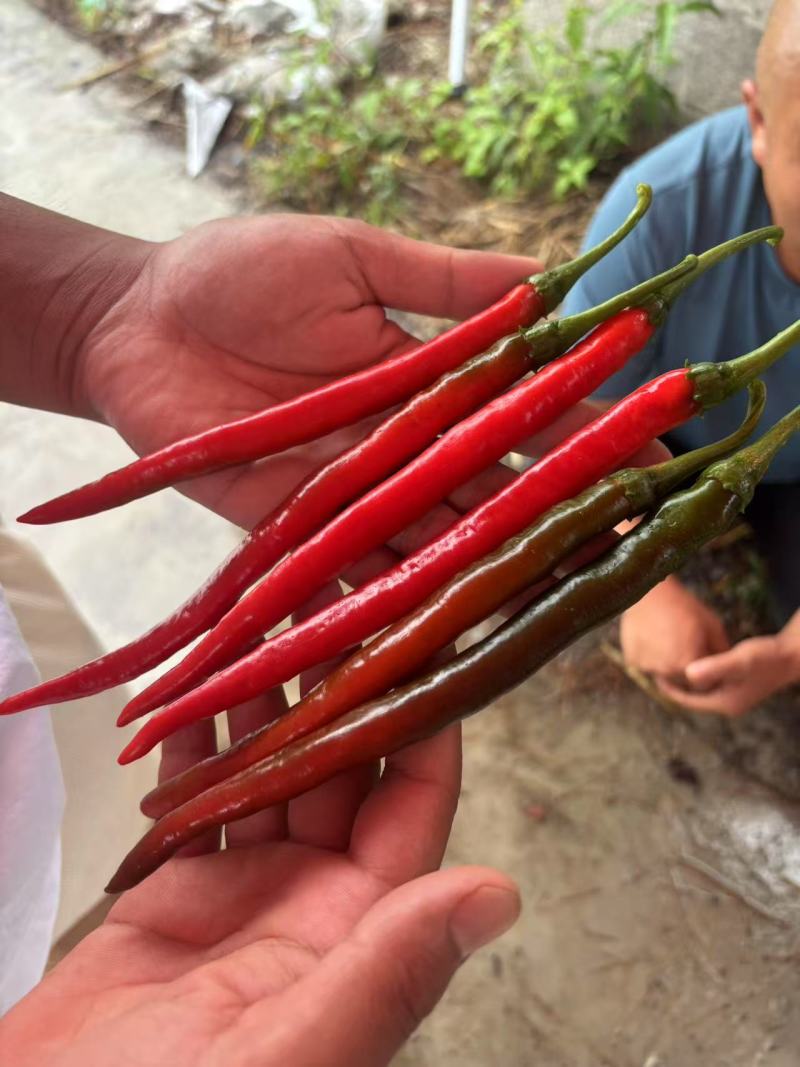 7号红辣椒