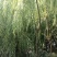 垂柳