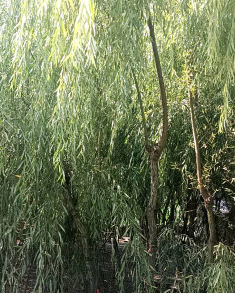 垂柳