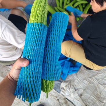 精品苦瓜/油绿苦瓜/精品量大支持各种包装代收代发