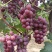 威县巨峰葡萄上市中…颗粒大，口感好，欢迎大家来到威县